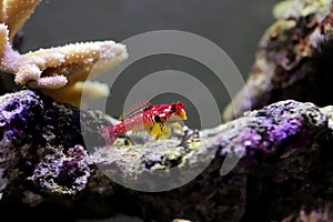 Flaming Scooter Blenny fish - Synchiropus sycorax