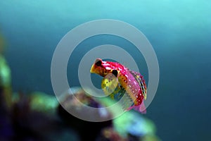 Flaming Scooter Blenny fish - Synchiropus sycorax