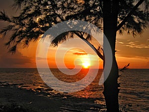 Flaming sunset at Nightcliff beach, Darwin NT Australia, framed by an imposing Casuarina tree.