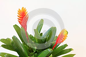 Flaming Sword (Vriesea splendens) Bromeliad