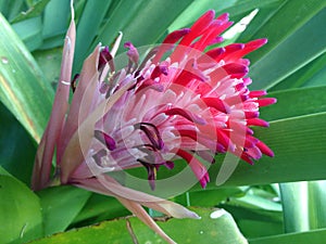 Flaming Torch Bromeliad Plant Blossoming in Garden.