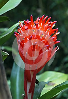 Flaming torch flower, Billbergia pyramidalis. Bromeliad inflorescence photo