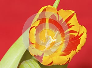 Flaming Tulip 3