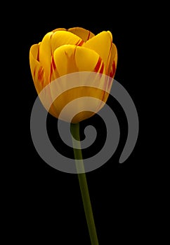 A Flaming Tulip