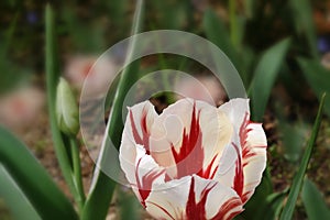 `Flaming Tulip` tulips in bloom in a zen garden