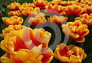 Flaming tulips