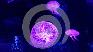 Flaming UFOS Look Alike Jellyfish