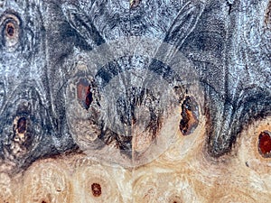 Buckeye burl maple wood. Background or texture.