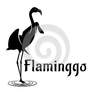 Flaminggo silhouette logo template vector