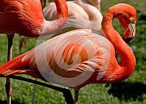 Flamingo