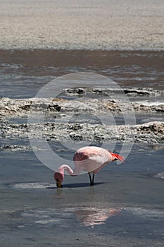 Flamingo photo