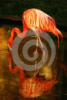 Flamingo