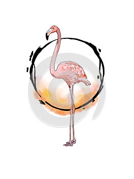 Flamingo