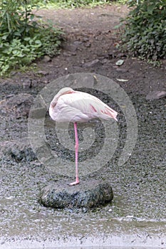 Flamingo