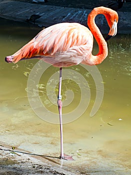 Flamingo