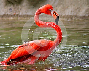 Flamingo photo