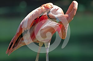 Flamingo