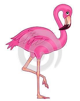 Flamingo photo