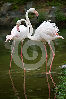 Flamingo