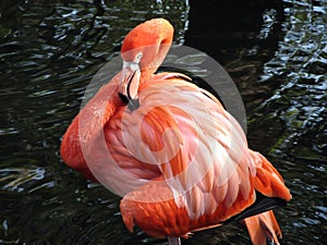 Flamingo