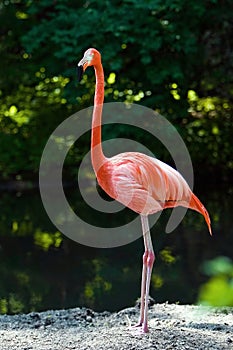 Flamingo