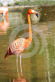 Flamingo