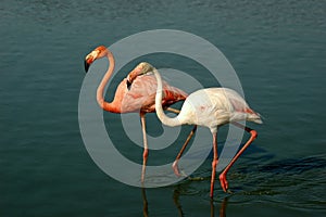 Flamingo