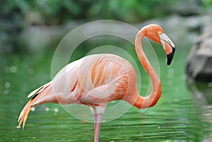 Flamingo