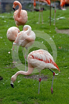 Flamingo