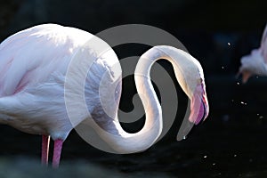 Flamingo