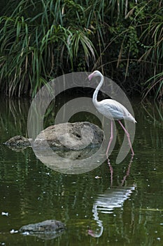 Flamingo