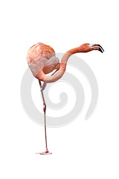 Flamingo