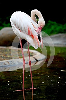 Flamingo