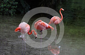 Flamingo