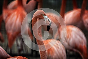 Flamingo