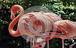 Flamingo