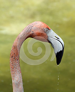 Flamingo