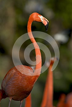 Flamingo