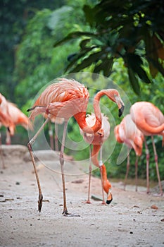 Flamingo