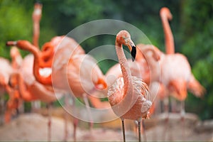 Flamingo