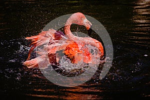 Flamingo