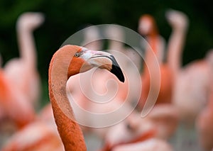 Flamingo