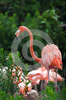 Flamingo