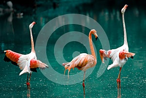 Flamingo