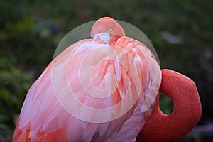 Flamingo