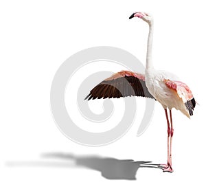 Flamingo