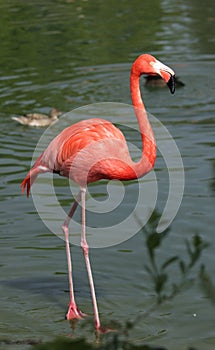 Flamingo