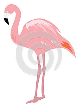 Flamingo