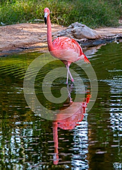 Flamingo