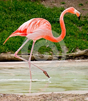 Flamingo